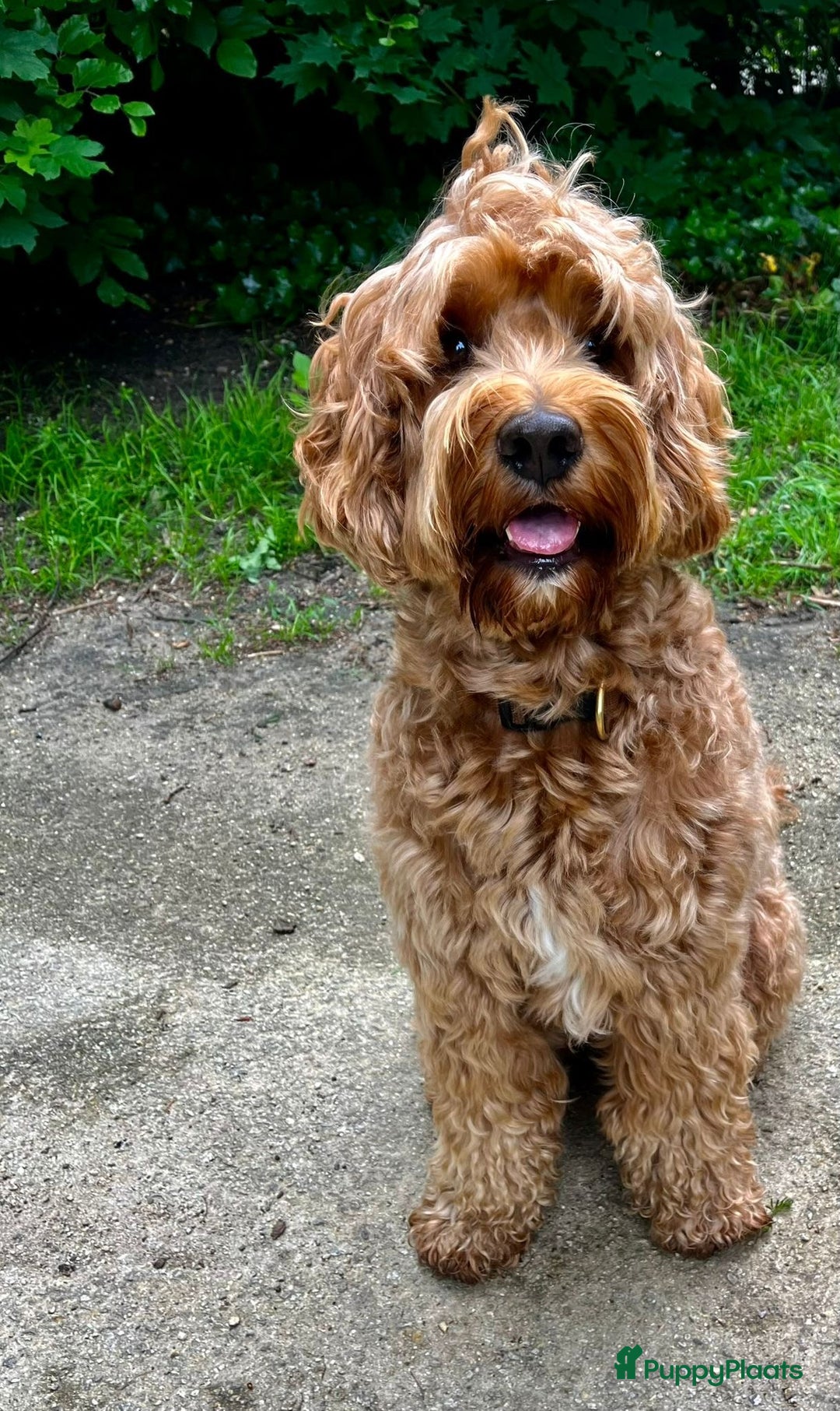 Australian Labradoodle honden te koop: Labradoodle puppy’s verwacht 🐶🐾 - Advertentie 2