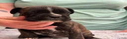 Boxer honden te koop: Mooie boxer pups in Baarle-Nassau - Advertentie 5