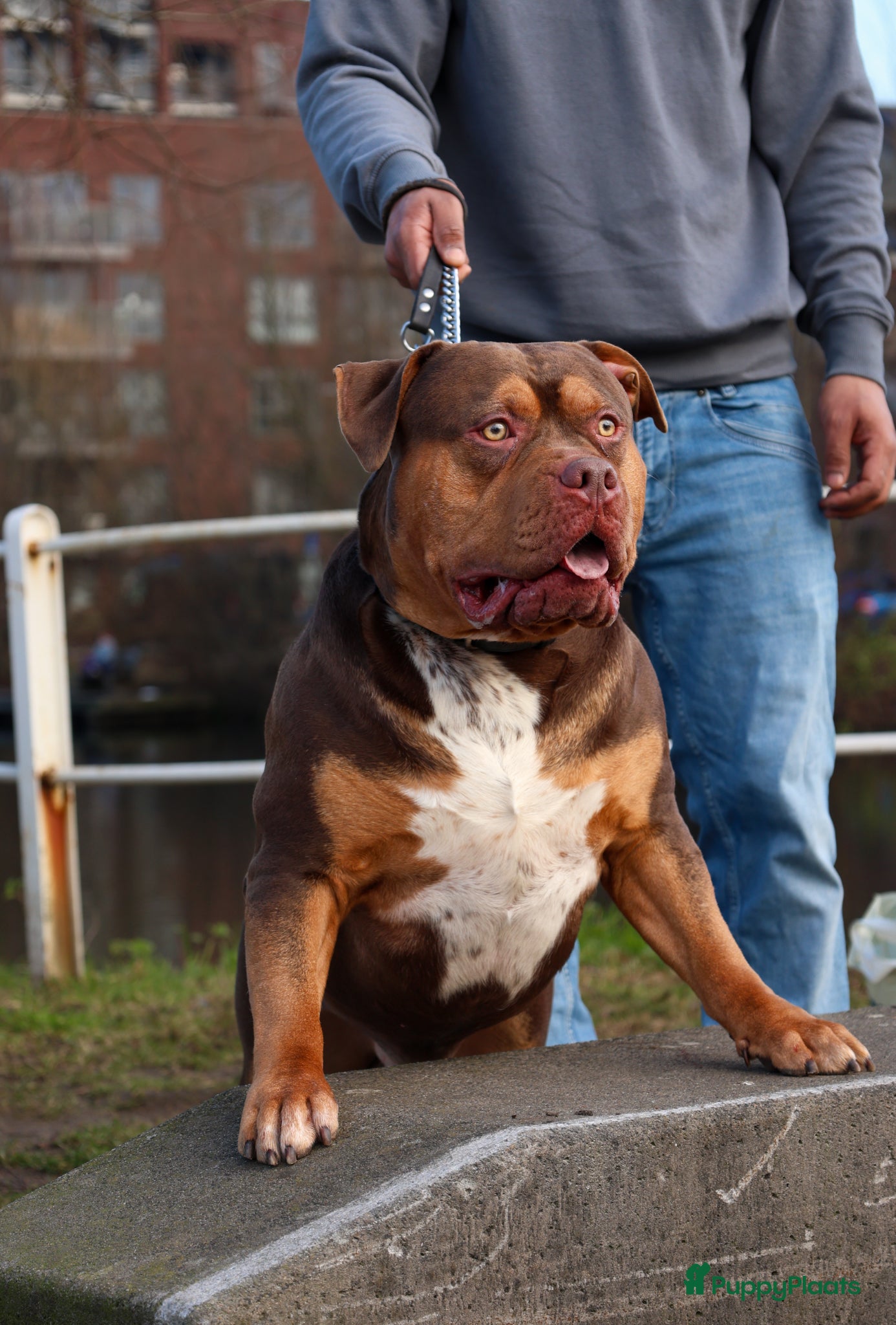 Amerikaanse Bulldog honden American bully XL Ter dekking(niet te koop) - Advertentie 2