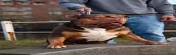 Amerikaanse Bulldog honden ter dekking: American bully XL Ter dekking(niet te koop) in Tilburg - Advertentie 2