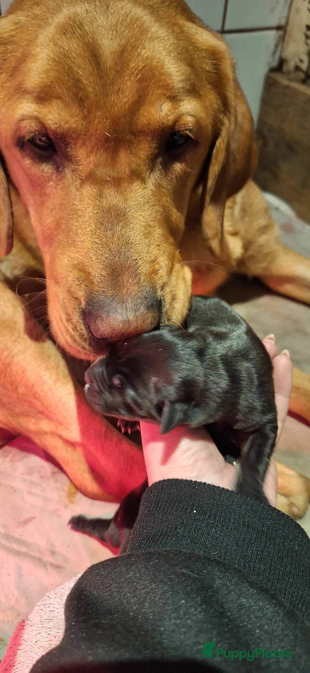 Labrador Retriever honden te koop: Gezonde en liefdevolle labrador pups - Advertentie 12