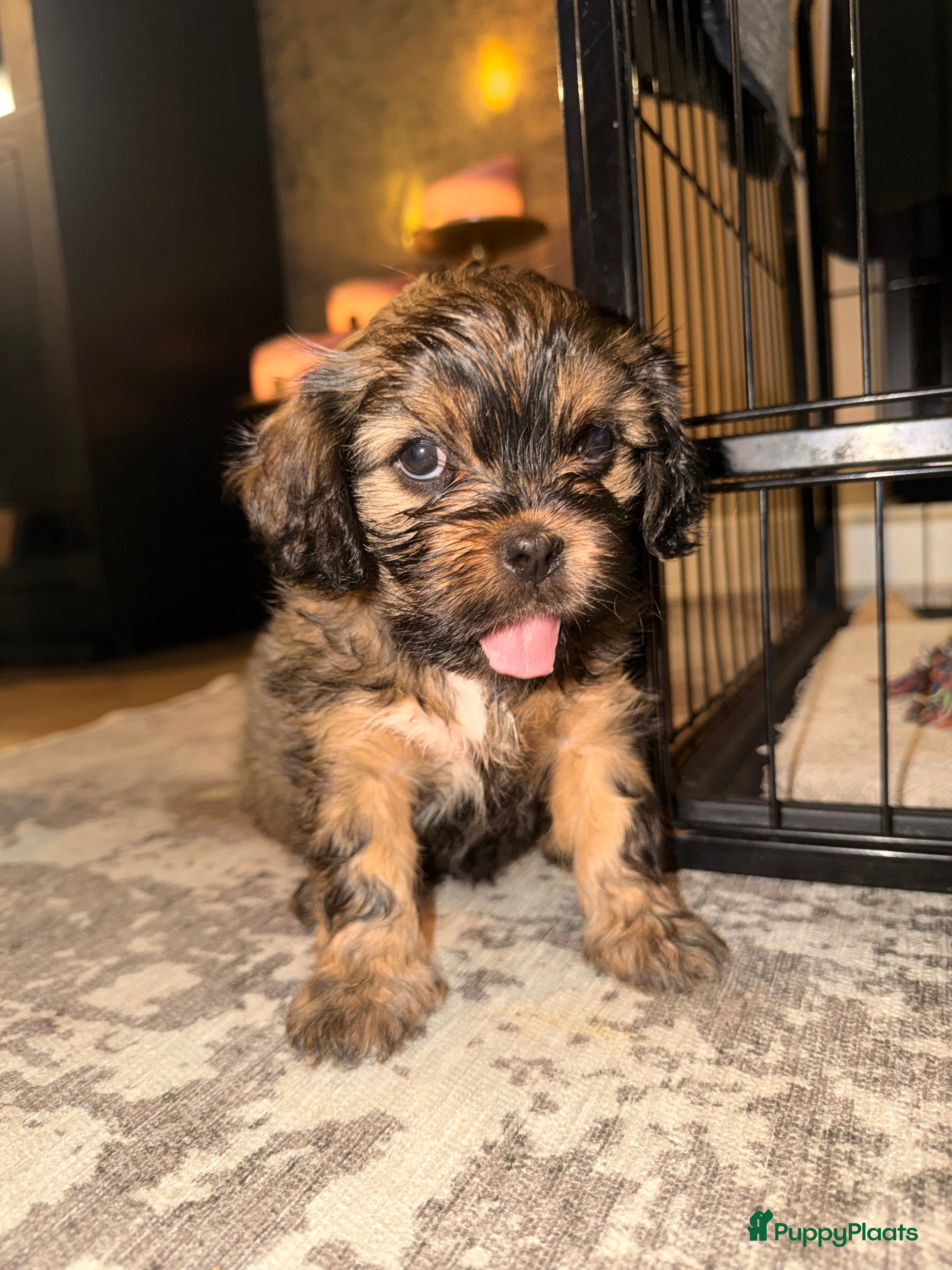 Havanezer honden Havanezer pup - Advertentie 2