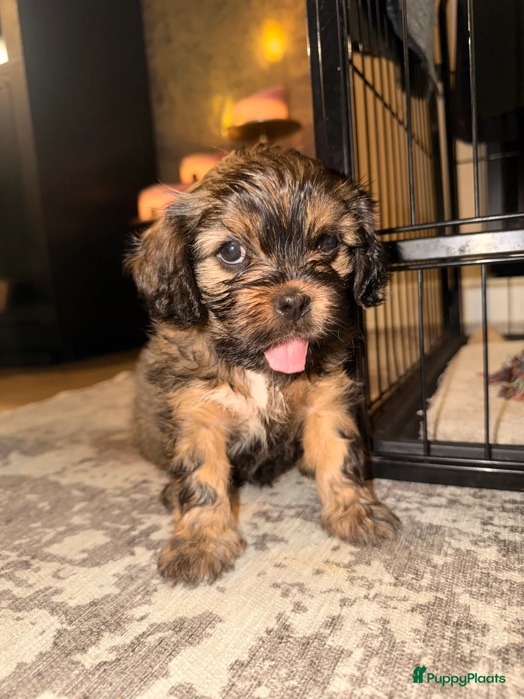 Havanezer honden te koop: Havanezer pup - Advertentie 2