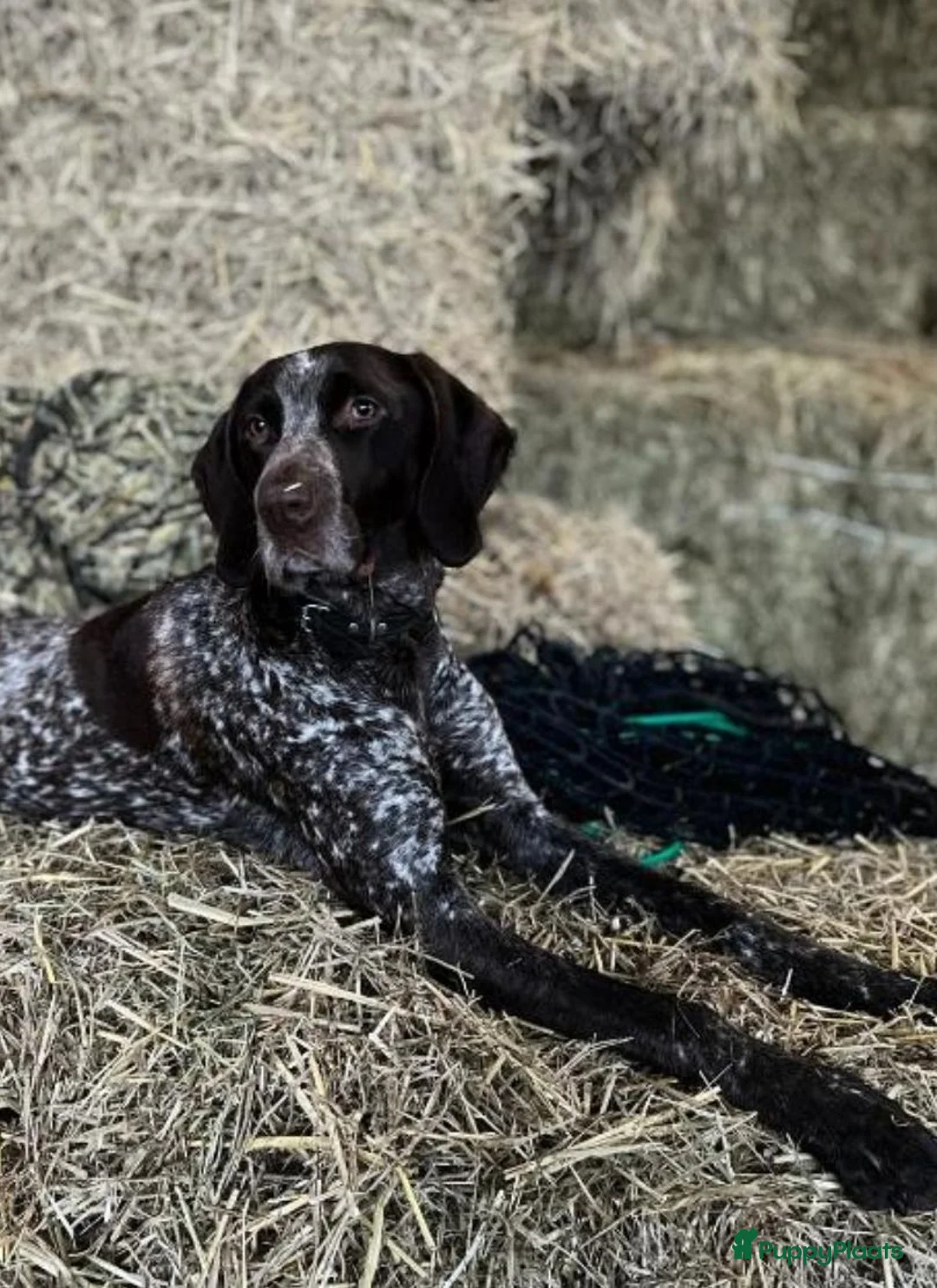 Kruising honden te koop: Prachtige friese stabij kruising  - Advertentie 2