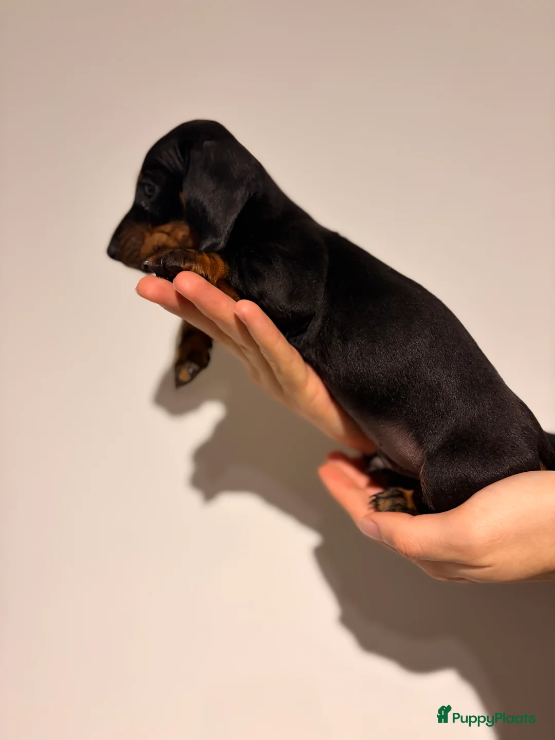 Teckel (korthaar)  honden te koop: Kaninchen Teckel pupjes opzoek naar gouden mandje. - Advertentie 13