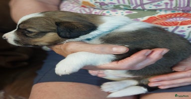 Kruising honden - Advertentie 8