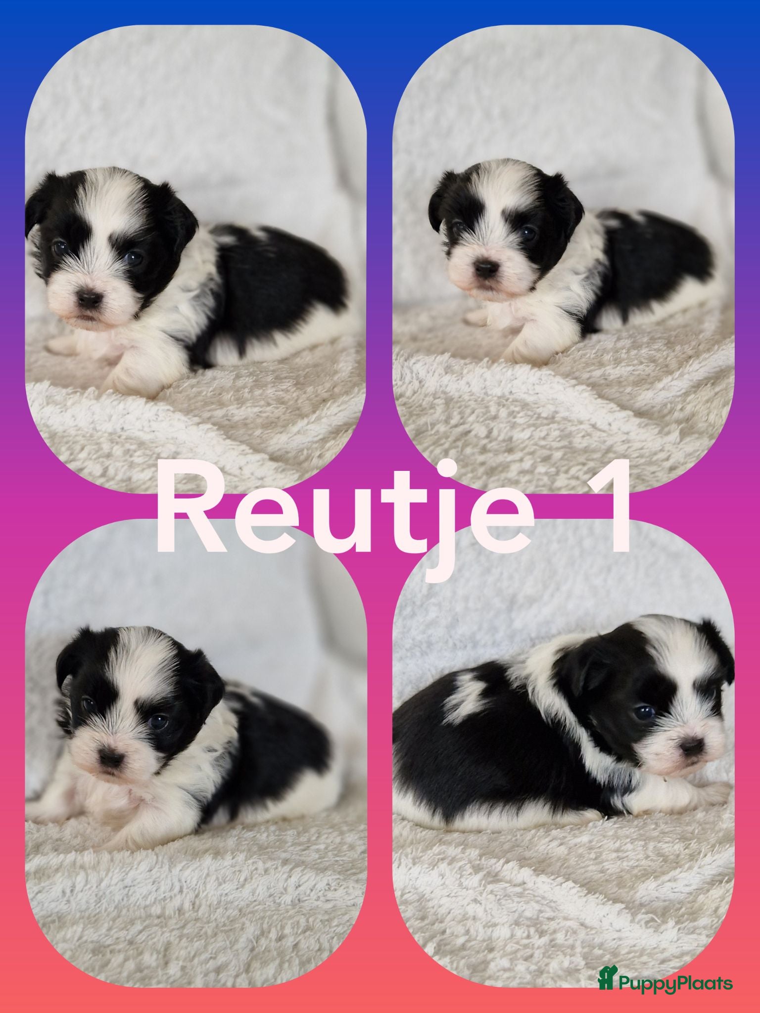 Kruising honden Maltezer shih tzu/ maltezer - Advertentie 2