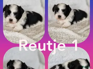 Kruising honden Maltezer shih tzu/ maltezer - Advertentie 2
