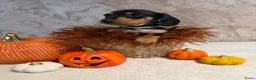Teckel (korthaar)  honden te koop: Prachtige dwerg teckeltjes  - Advertentie 7