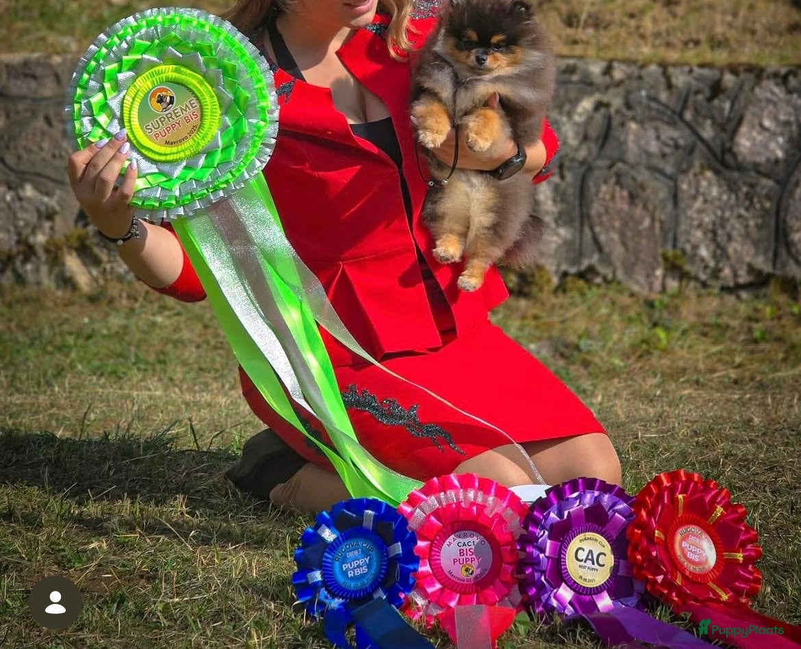 Pomeriaan honden prachtige Pomeranian-puppy's - Advertentie 1