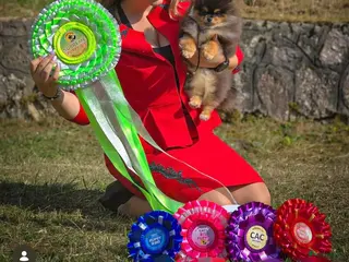 Pomeriaan honden prachtige Pomeranian-puppy's - Advertentie 1