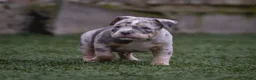 Amerikaanse Bully honden ter dekking: American Bully standaard dekreu  - Advertentie 5
