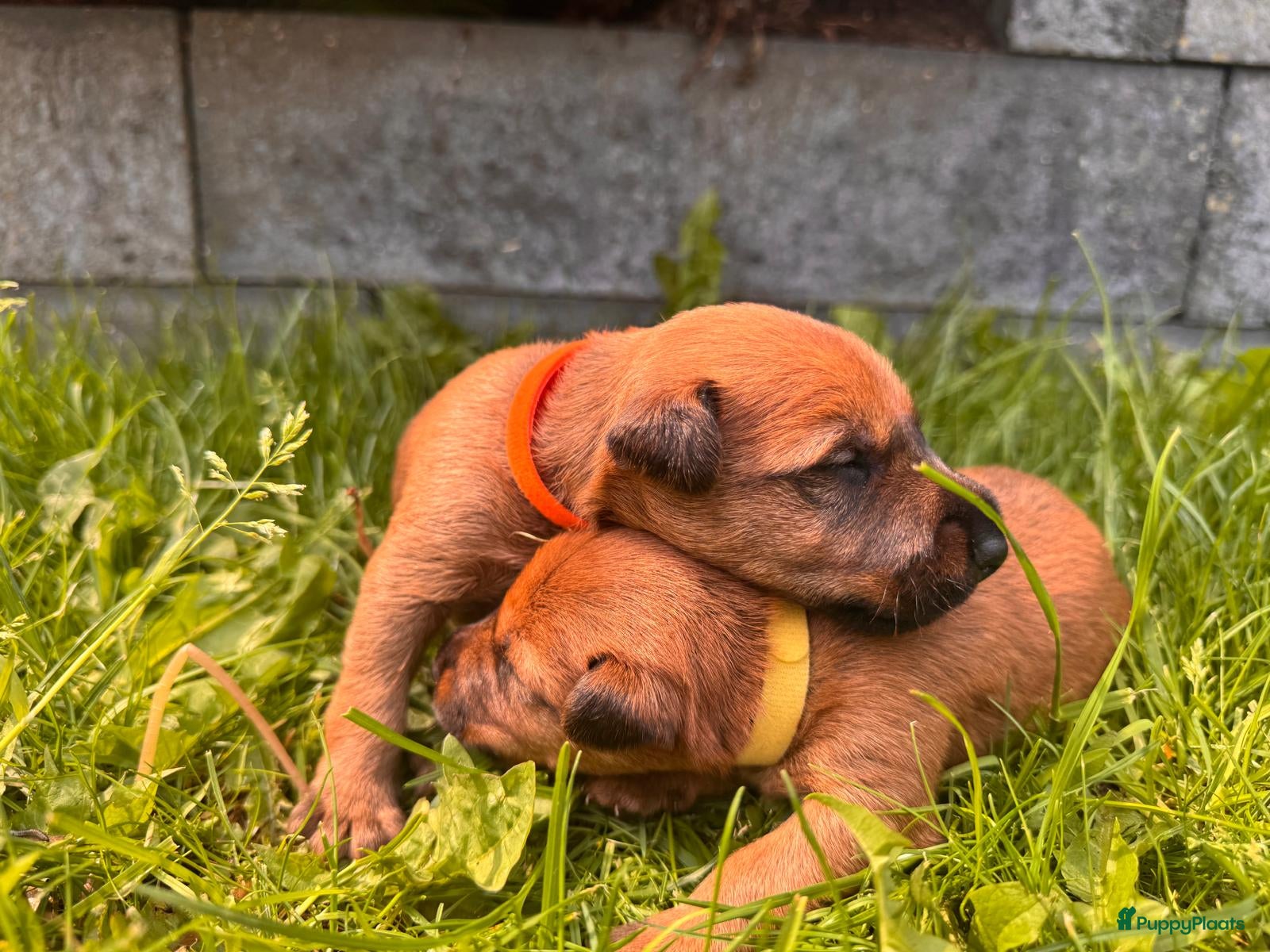 Ierse Terriër honden te koop: Pups Ierse Terriër met stamboom - Advertentie 3