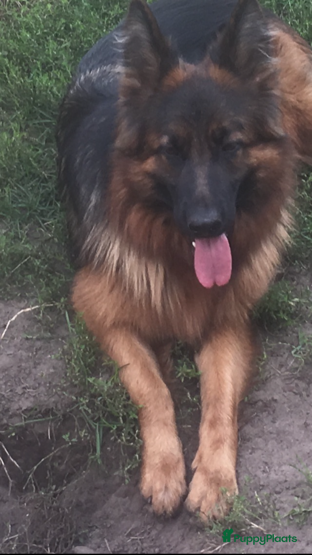 Duitse Herder honden te koop: Langharige Duitse herder puppy’s met rechte rug  - Advertentie 4