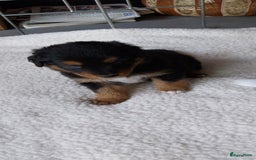 Kruising honden te koop: Kruising Aussie, Toller, Border collie - Afbeelding 9