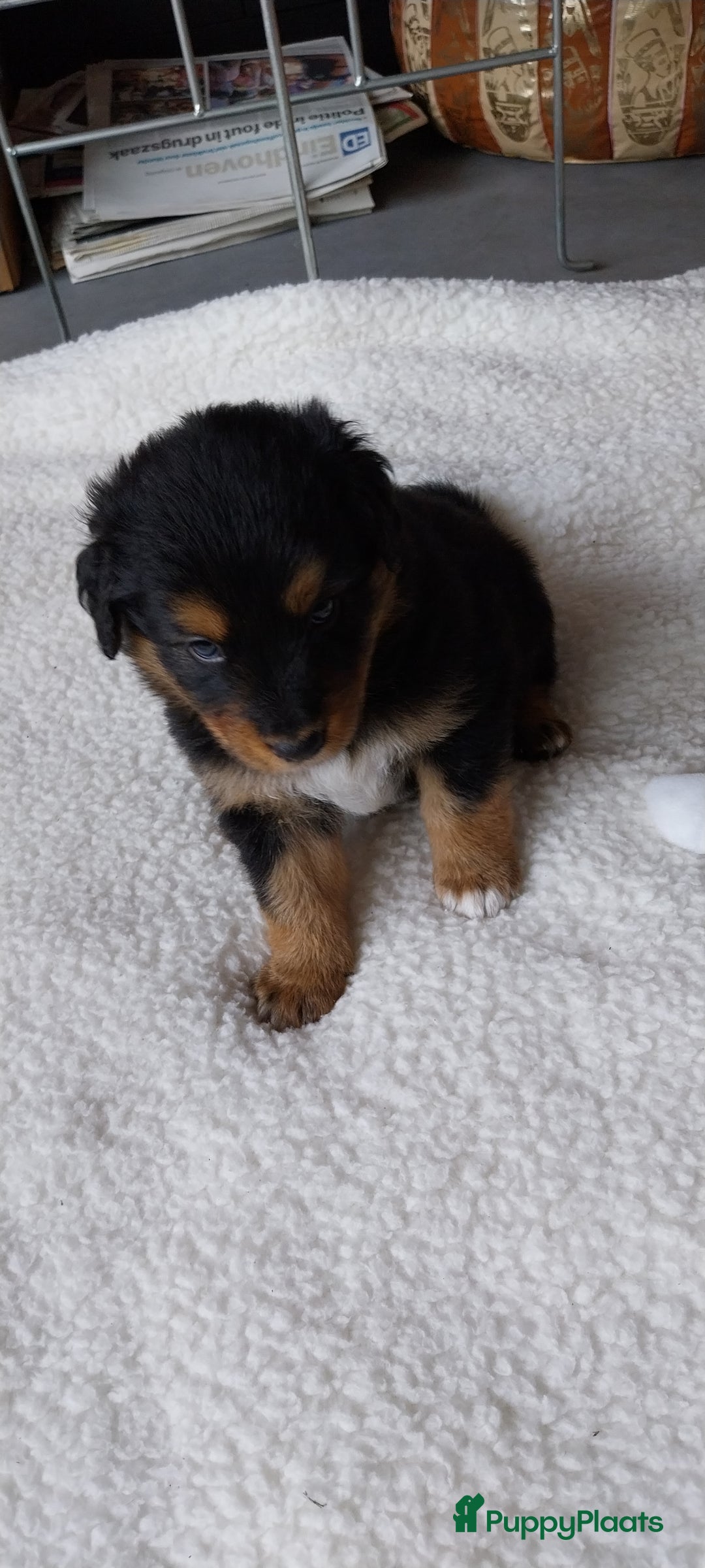Kruising honden te koop: Kruising Aussie, Toller, Border collie - Afbeelding 9