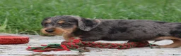 Ruwhaar Teckel honden te koop: Teckel pups ruwhaar - Advertentie 13