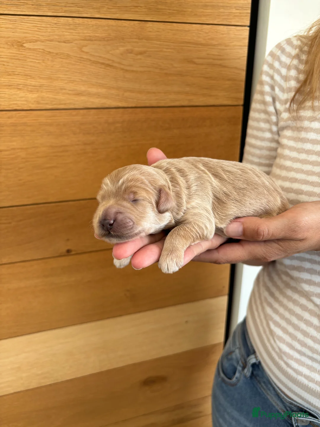 Kruising honden te koop: Australian Labradoodle pups (kleine medium) - Advertentie 2