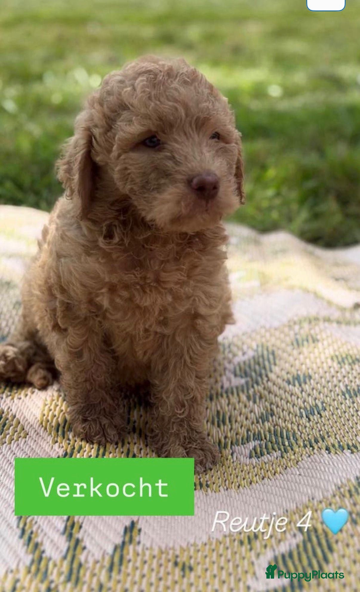 Labradoodle honden Lieve, mooie Labradoodle pups - Advertentie 2