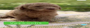 Labradoodle 4