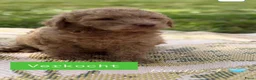 Labradoodle honden te koop: Lieve, mooie Labradoodle pups - Advertentie 2