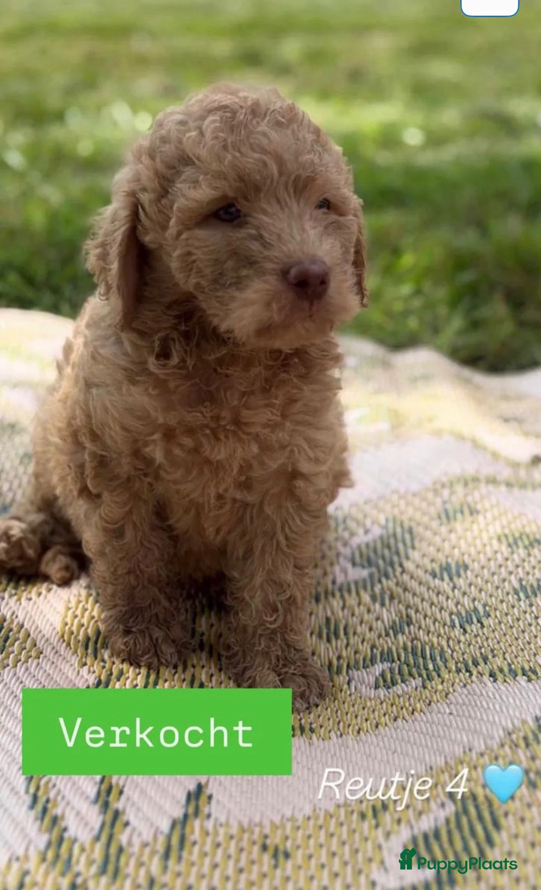 Labradoodle honden te koop: Lieve, mooie Labradoodle pups - Advertentie 2
