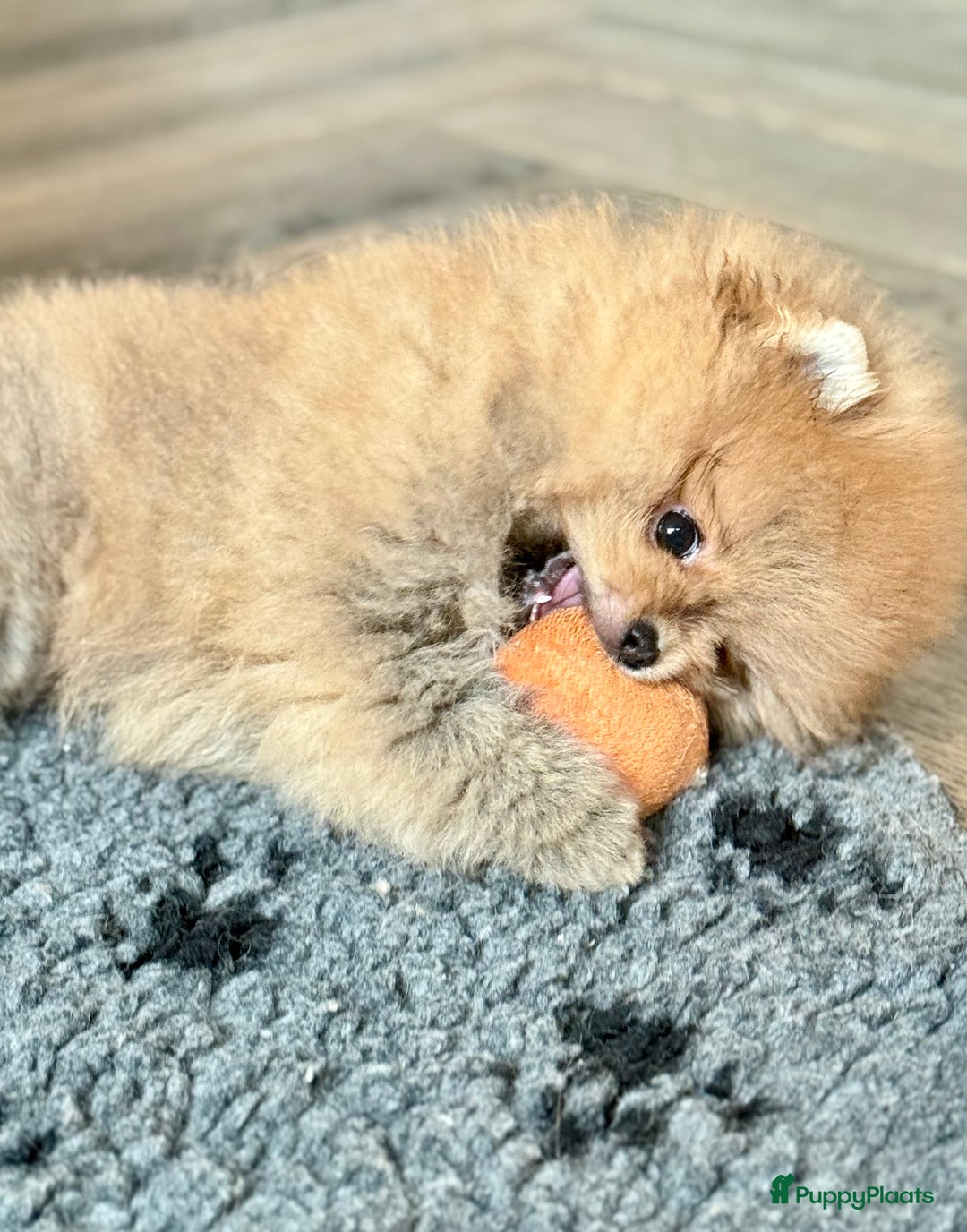 Pomeriaan honden te koop: Raszuiver Mini Pomeriaan Pup Bear Face  - Advertentie 2