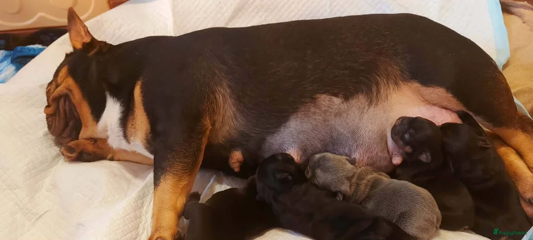 Franse Bulldog honden te koop: Prachtige Franse Bulldog pups met stamboom - Advertentie 18