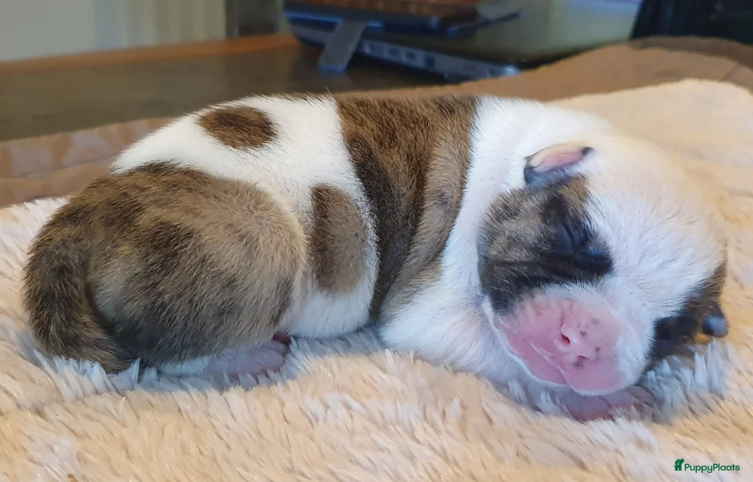 Amerikaanse Bulldog honden te koop: Prachtige Amerikaanse bulldog pups met stamboom - Advertentie 1
