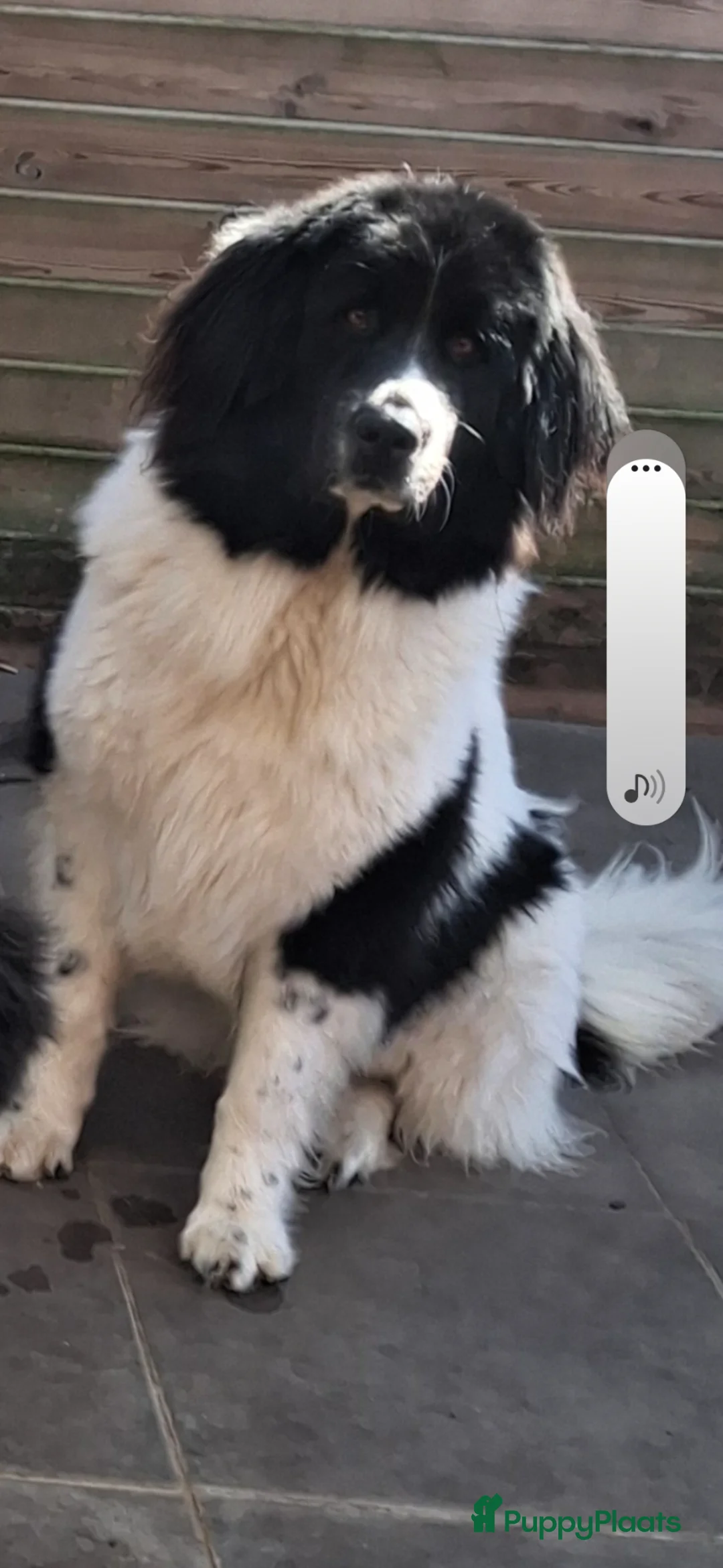 Landseer ECT honden te koop: Landseer pup  - Advertentie 3