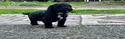 Labradoodle honden te koop: Nog 4 Mini Labradoodle pups beschikbaar.  - Advertentie 30