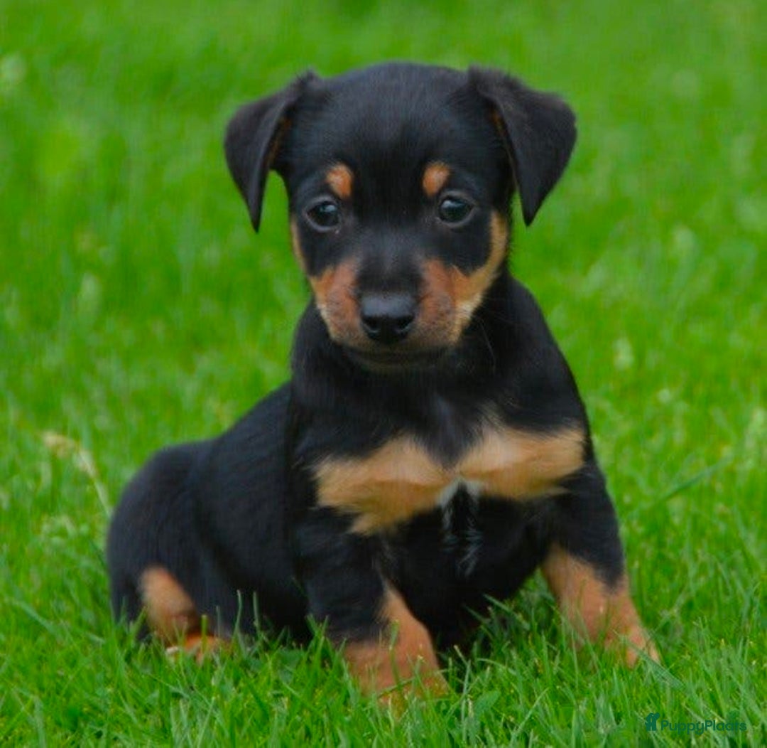 Jack Russel Terriër honden te koop: Supermooie Jack-Russell pups,  groeien op in huis. - Advertentie 18