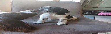 Engelse Springer Spaniel Puppy 2