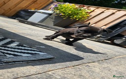 Amerikaanse Bully honden te koop: Pocket bully black - Afbeelding 7