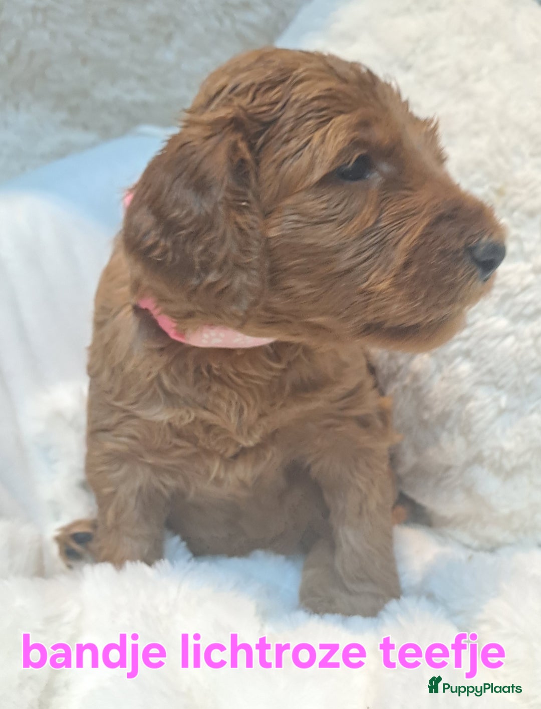 Australian Labradoodle honden te koop: Prachtige australian doodles pups  - Advertentie 7