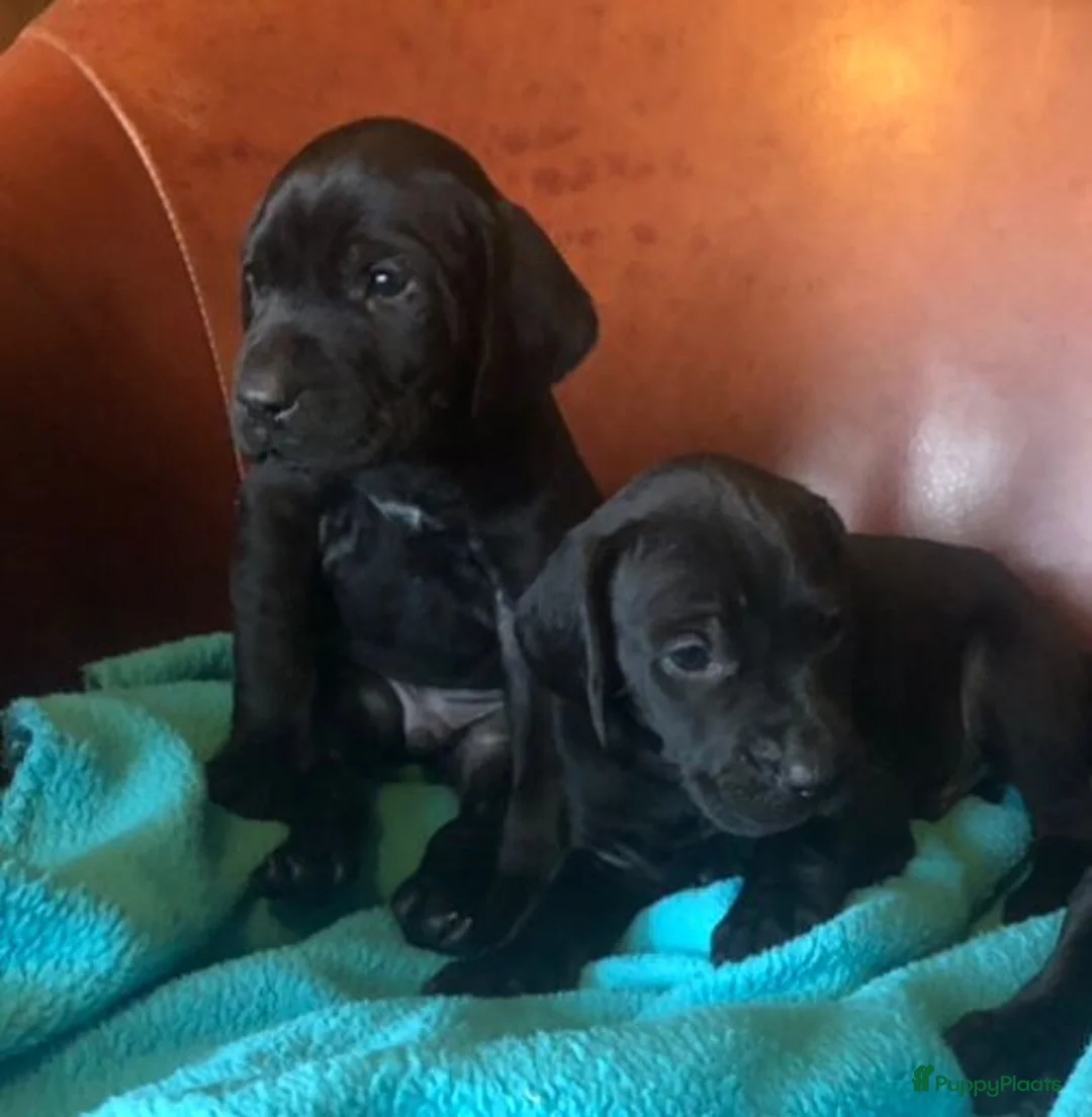 Duitse Staande Hond Korthaar honden te koop: Duitse staande korthaar pups - Advertentie 5