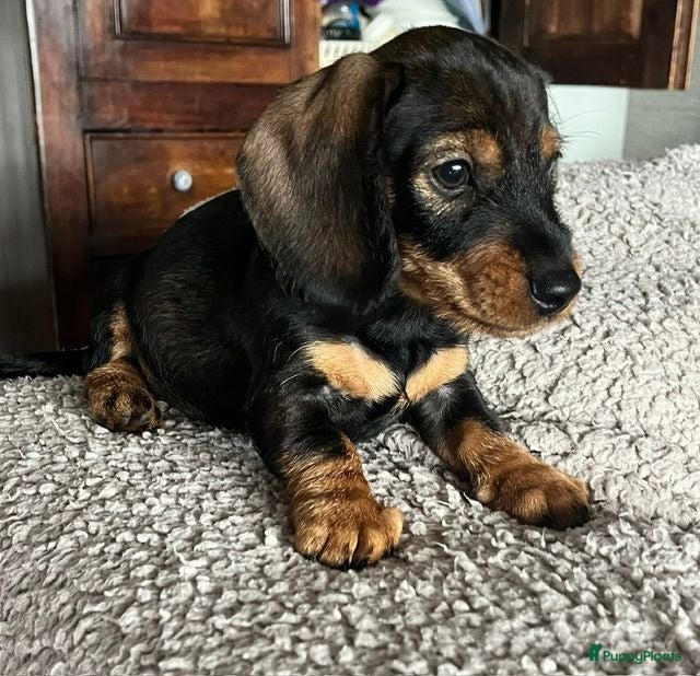 Ruwhaar Teckel honden Kaninchen Dwergteckel reutje Ruwhaar met stamboom - Advertentie 1