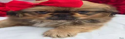 Pekingees honden te koop: Heel mooi Pekinees reutje - Advertentie 6