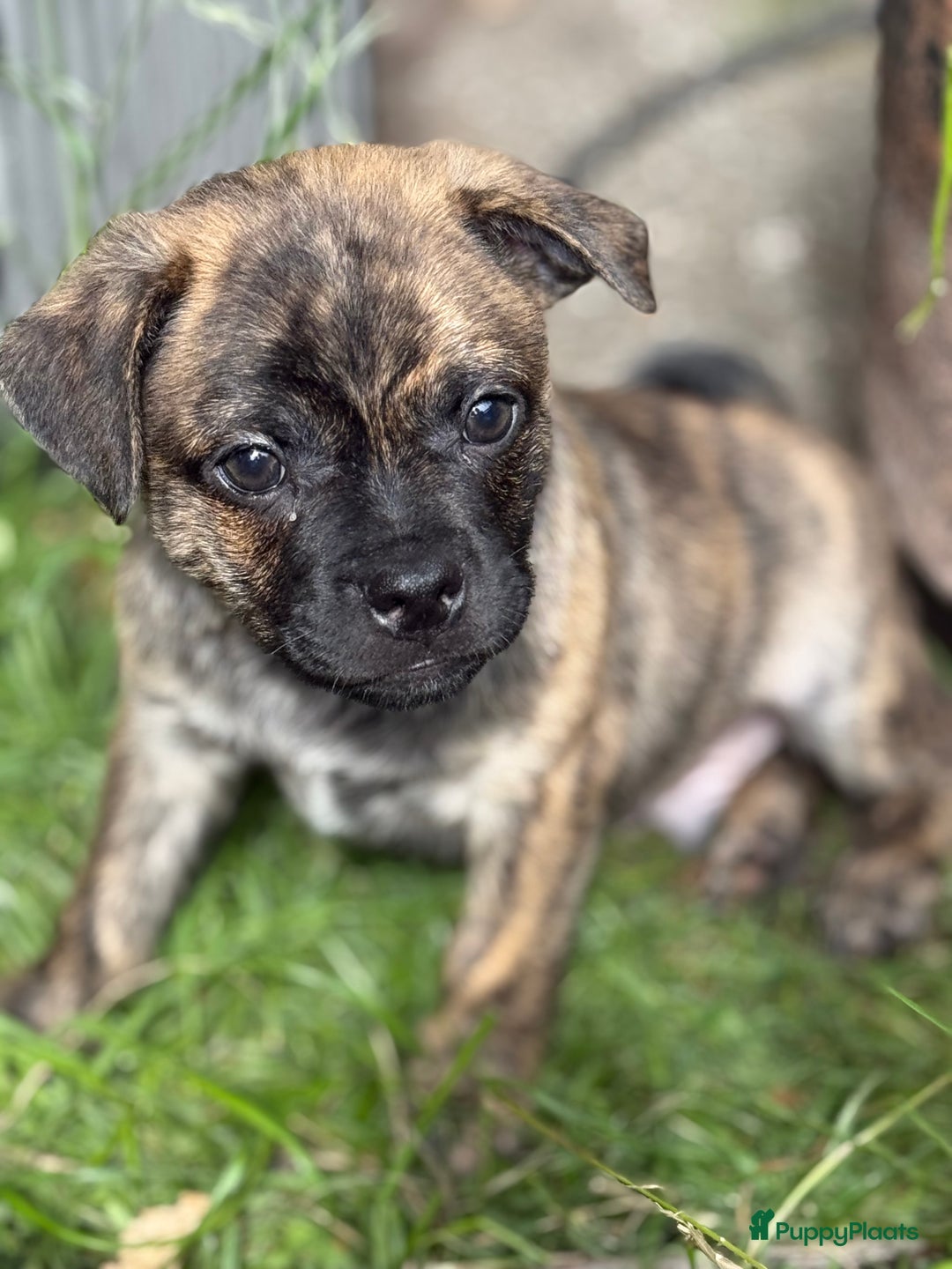 Kruising honden te koop: Kruising AHT American Hairless Terriër X Bulletje  in Hazerswoude-Rijndijk - Afbeelding 17