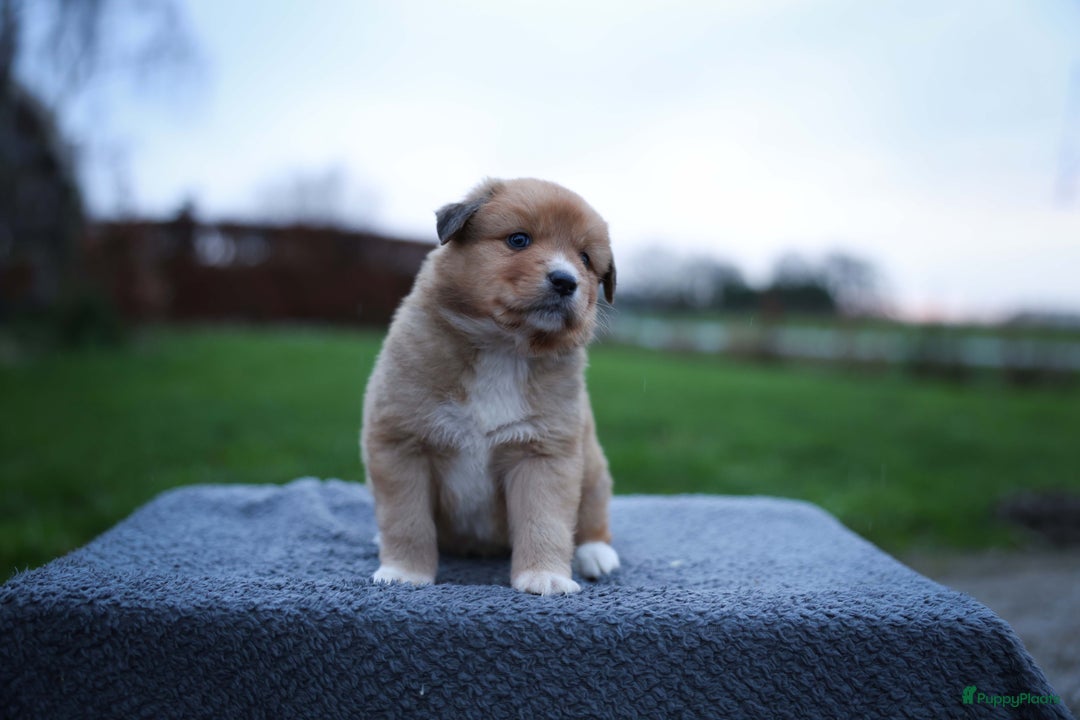 Nova Scotia Duck Tolling Retriever honden te koop: Toller x Australian Shepherd pups in Maurik - Afbeelding 4