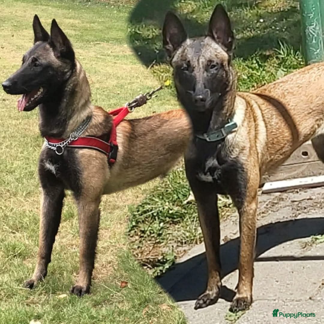 Mechelse Herder honden FCI pups uit goede combinatie. - Advertentie 1