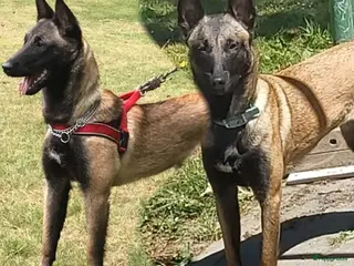 Mechelse Herder honden FCI pups uit goede combinatie. - Advertentie 1