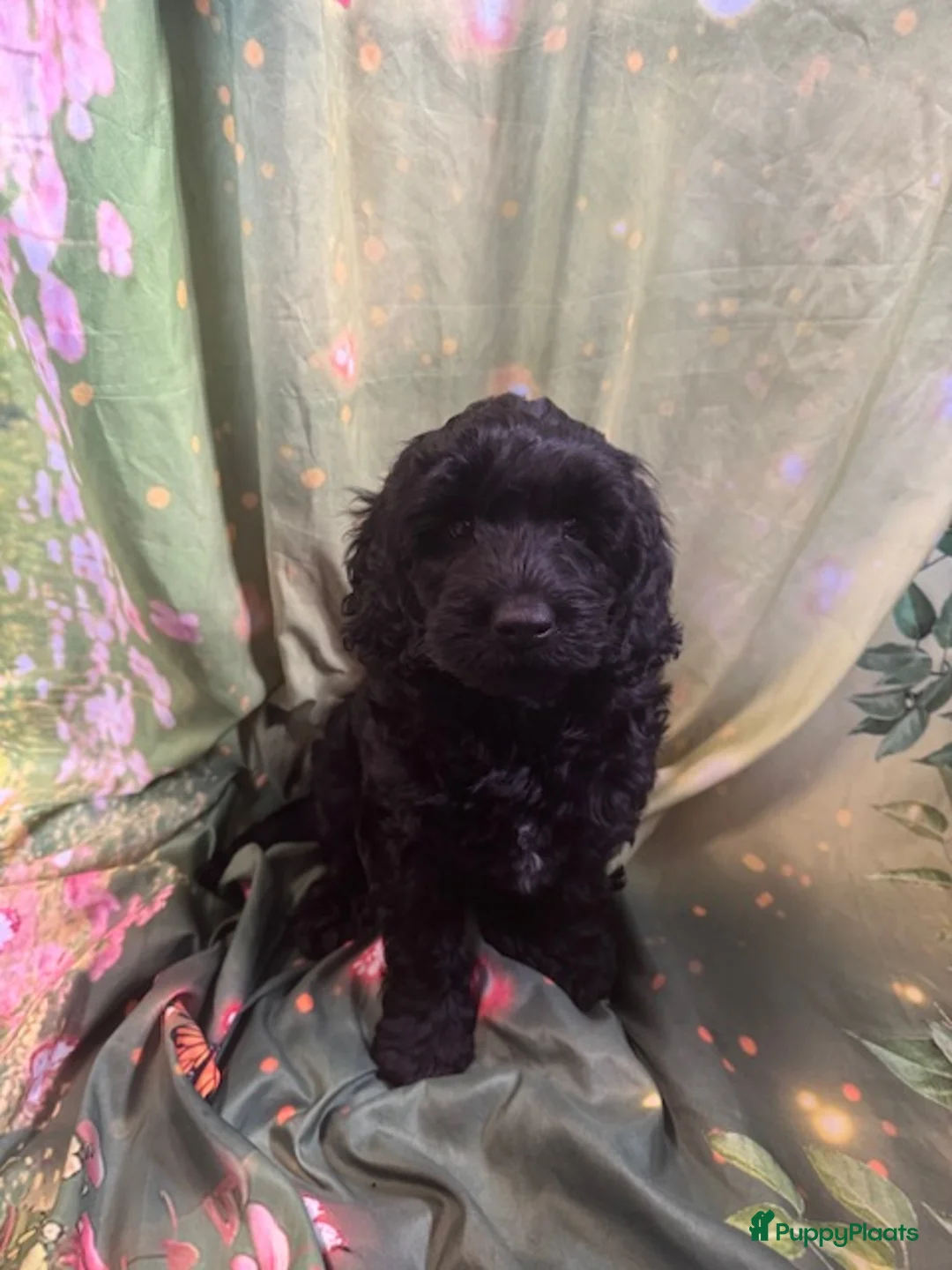 Australian Labradoodle honden te koop: Te koop Australië labradoodle met stamboom - Advertentie 4