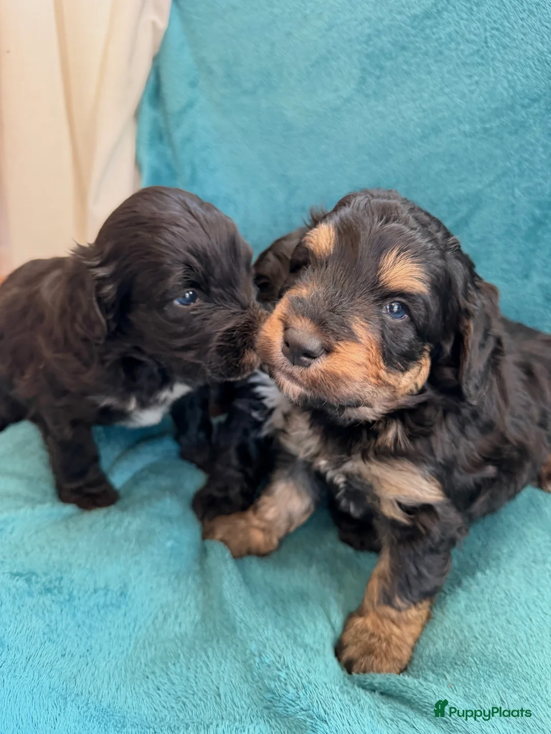 Bernedoodle honden te koop: Mini Bernedoodle pups te koop - Advertentie 5