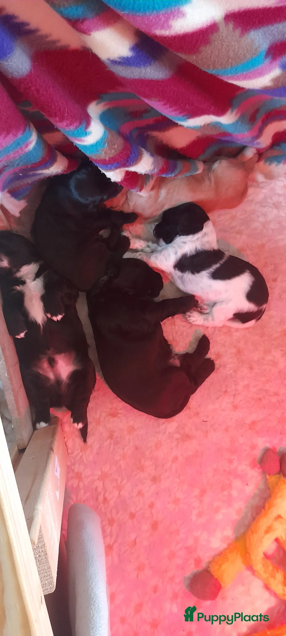 Kruising honden te koop: Lieve kruising pups zoeken een huisje. in Noordhorn - Advertentie 1