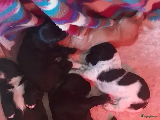 Kruising honden Lieve kruising pups zoeken een huisje. - Advertentie 1