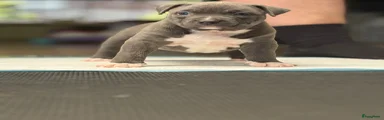 Amerikaanse Bully Puppy 9
