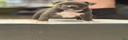 Amerikaanse Bully honden te koop: American Bully XL puppy’s  in Breda - Advertentie 9