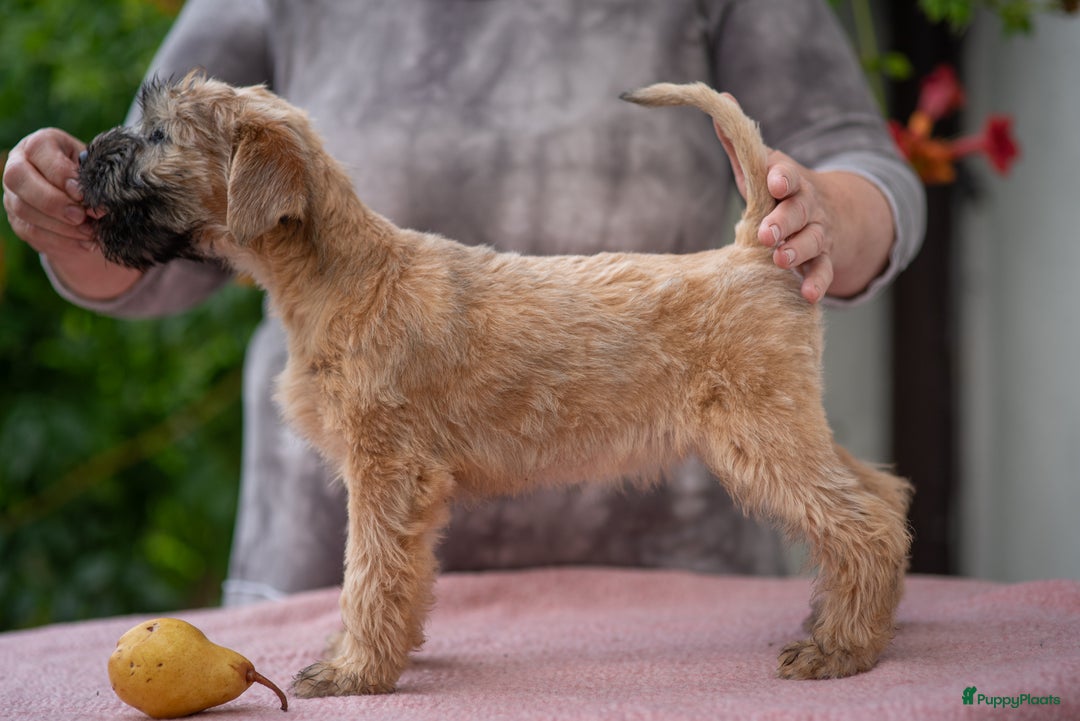 Terrier Fokker Ierse Soft Coated Wheaten Terrier TOP OF BEN NEVIS