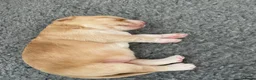 Kruising honden te koop: Prachtige Tolling Retriever Labradoodle pups - Advertentie 3